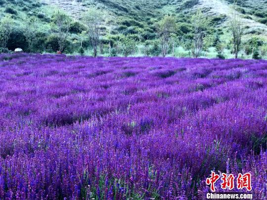 图为边麻沟村的花海农庄景区一角。(资料图) 孙睿 摄